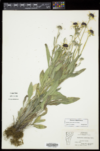 Rudbeckia hirta var. pulcherrima image