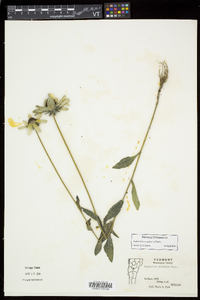 Rudbeckia hirta var. pulcherrima image