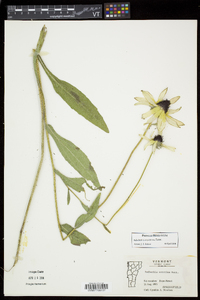 Rudbeckia hirta var. pulcherrima image