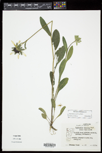 Rudbeckia hirta var. pulcherrima image