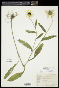 Rudbeckia hirta var. pulcherrima image