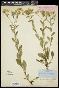 Sericocarpus asteroides image