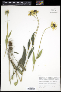 Rudbeckia hirta var. pulcherrima image