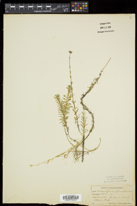 Sclerolepis uniflora image