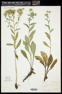 Sericocarpus asteroides image