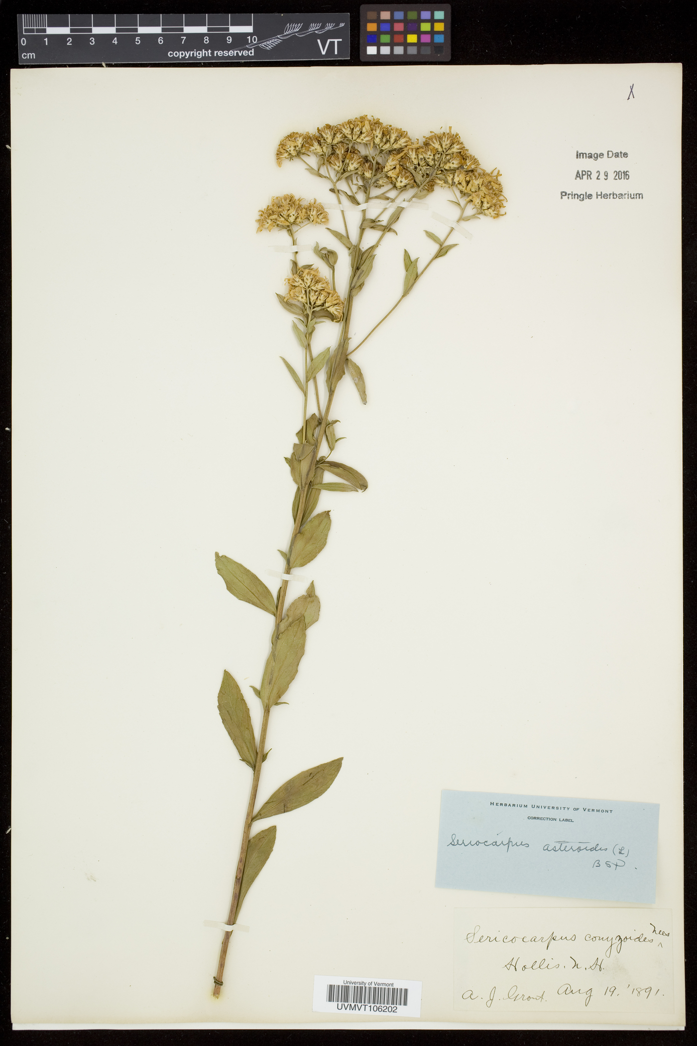 Sericocarpus asteroides image