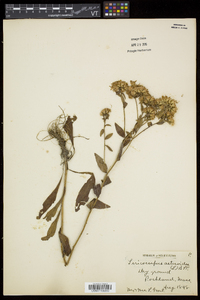 Sericocarpus asteroides image