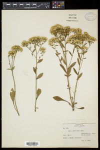 Sericocarpus asteroides image