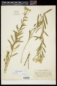 Sericocarpus linifolius image