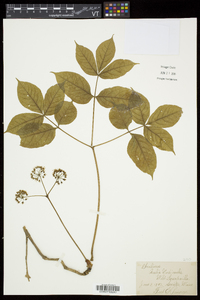 Aralia nudicaulis image