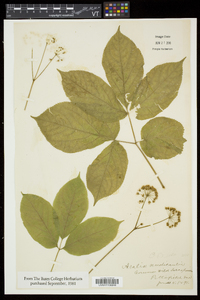 Aralia nudicaulis image