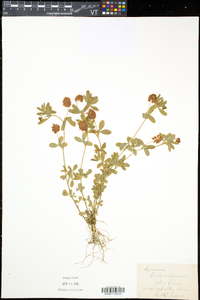 Trifolium aureum image