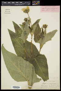 Silphium perfoliatum image