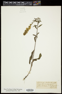 Solidago puberula image
