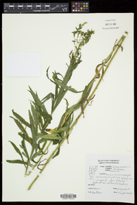 Solidago canadensis var. canadensis image