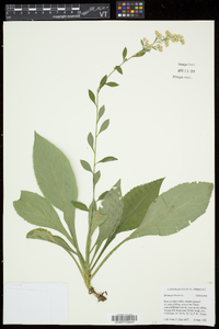 Solidago bicolor image