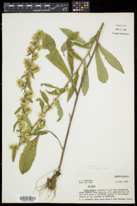 Solidago bicolor image