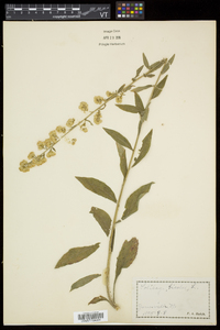 Solidago bicolor image