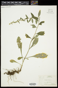 Solidago bicolor image