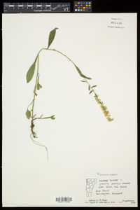 Solidago bicolor image