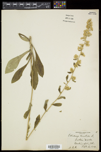 Solidago bicolor image