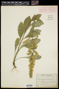 Solidago bicolor image