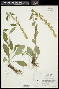 Solidago bicolor image