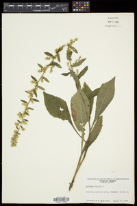 Solidago bicolor image