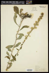 Solidago bicolor image