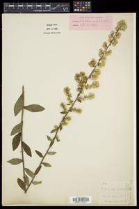 Solidago bicolor image