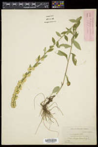 Solidago bicolor image