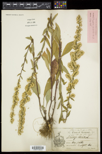 Solidago bicolor image