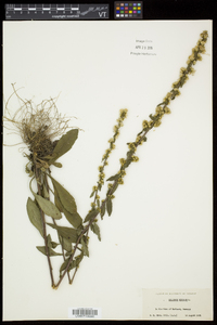 Solidago bicolor image