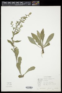 Solidago hispida image