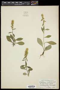 Solidago hispida image