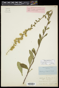 Solidago hispida var. hispida image