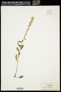 Solidago bicolor image