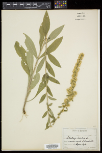 Solidago bicolor image