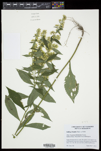 Solidago hispida image