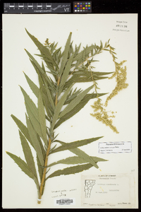 Solidago canadensis var. hargeri image