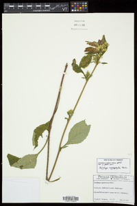 Solidago macrophylla image