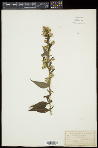 Solidago macrophylla image