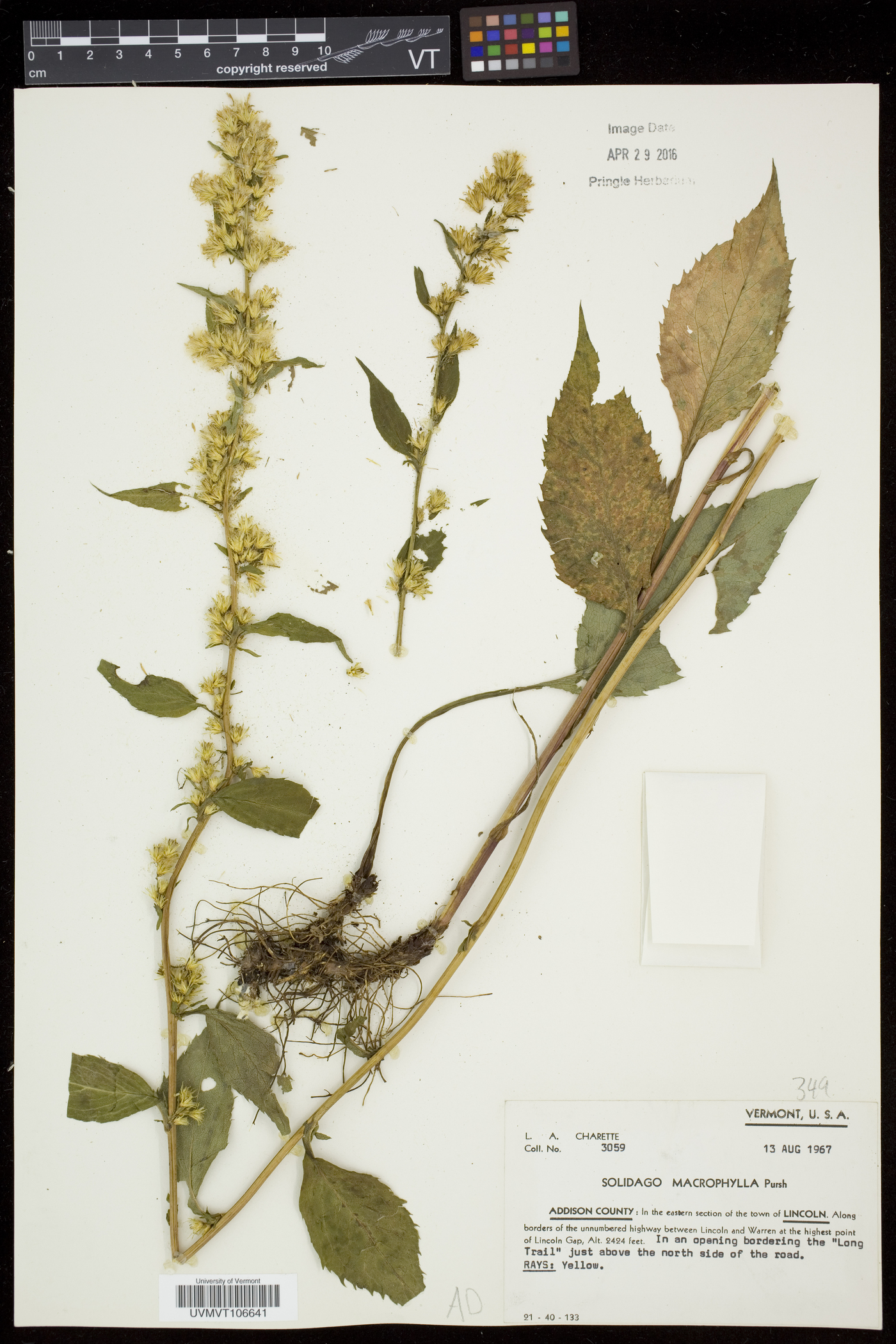 Solidago macrophylla image