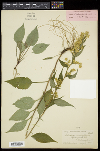 Solidago macrophylla image