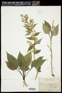 Solidago macrophylla image