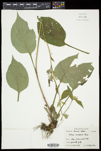 Solidago macrophylla image