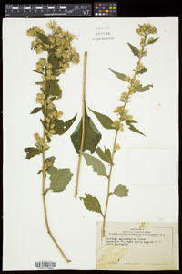 Solidago macrophylla image