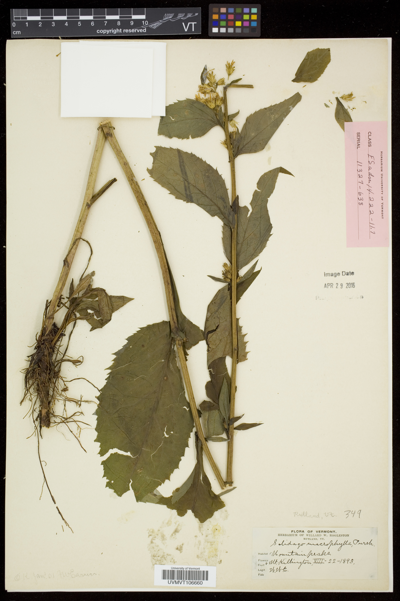 Solidago macrophylla image