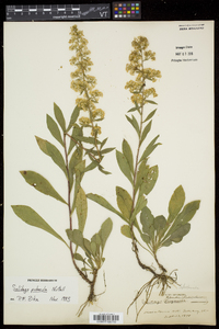 Solidago puberula image