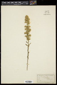 Solidago puberula image